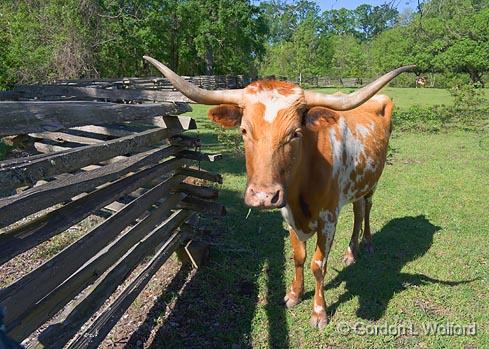 Texas Longhorn_46523.jpg - Photographed at the Longfellow-Evangeline State Park in St Martinville, Louisiana, USA.